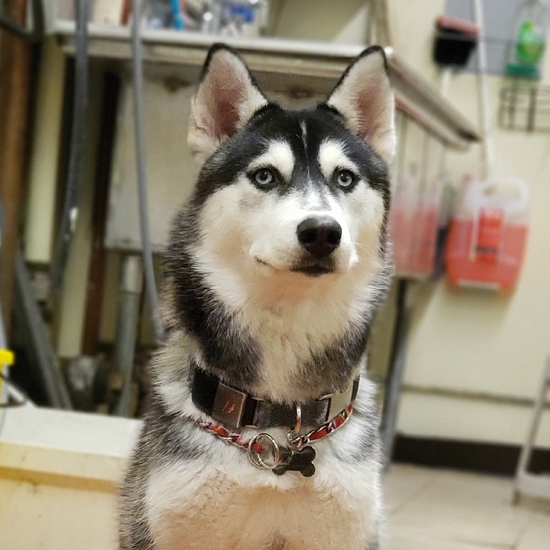 A picture of Niki, a 5 years 3 months old Other dog.