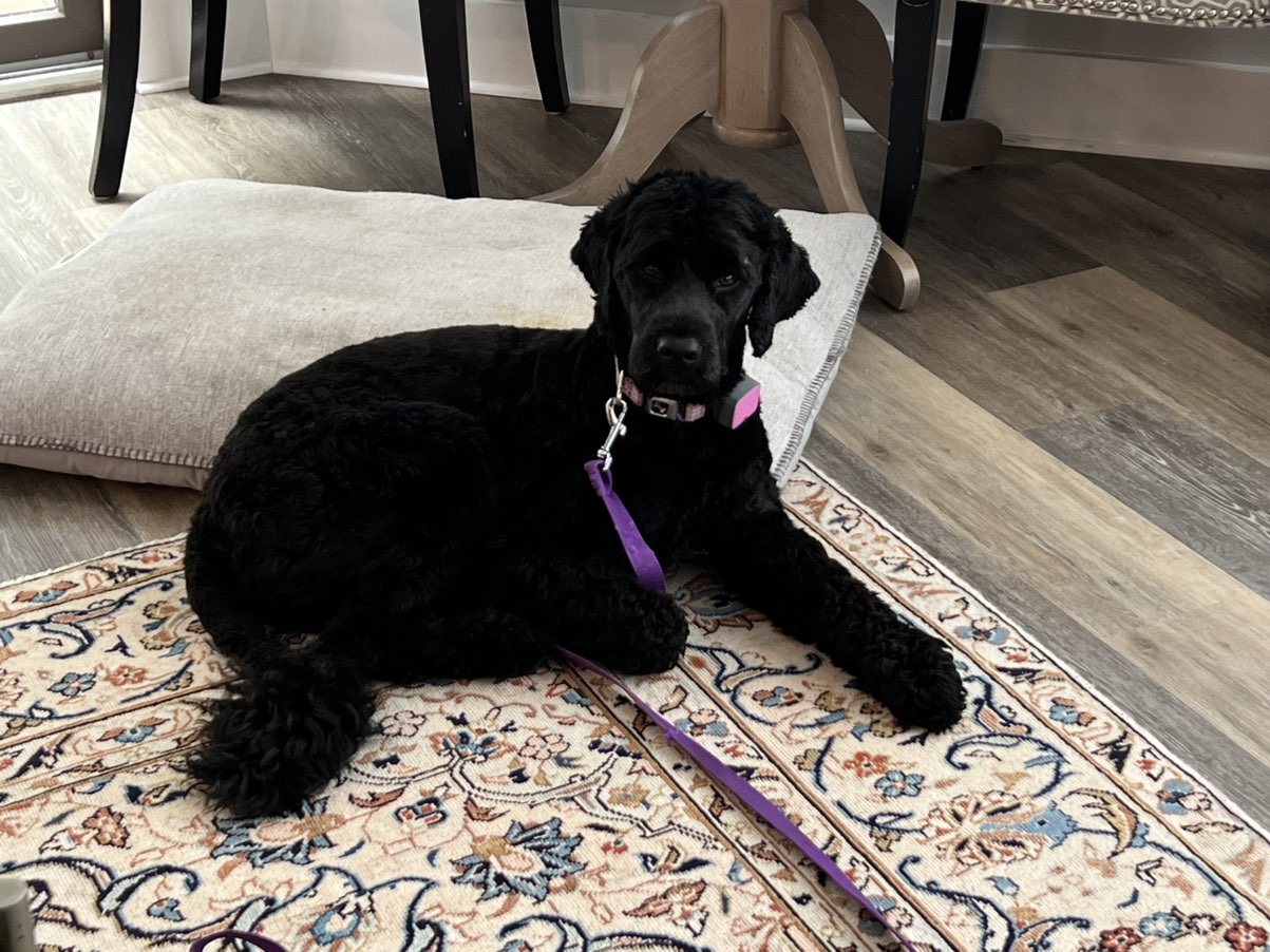 A picture of Alli, a 3 years 7 months old Other dog.