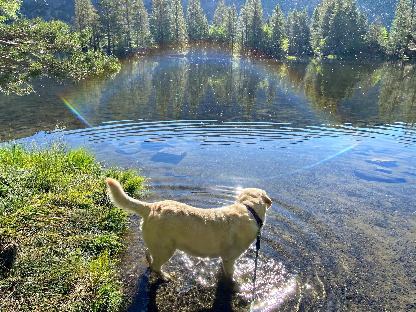 A picture of Lilyfee, a 9 years 6 months old Other dog.