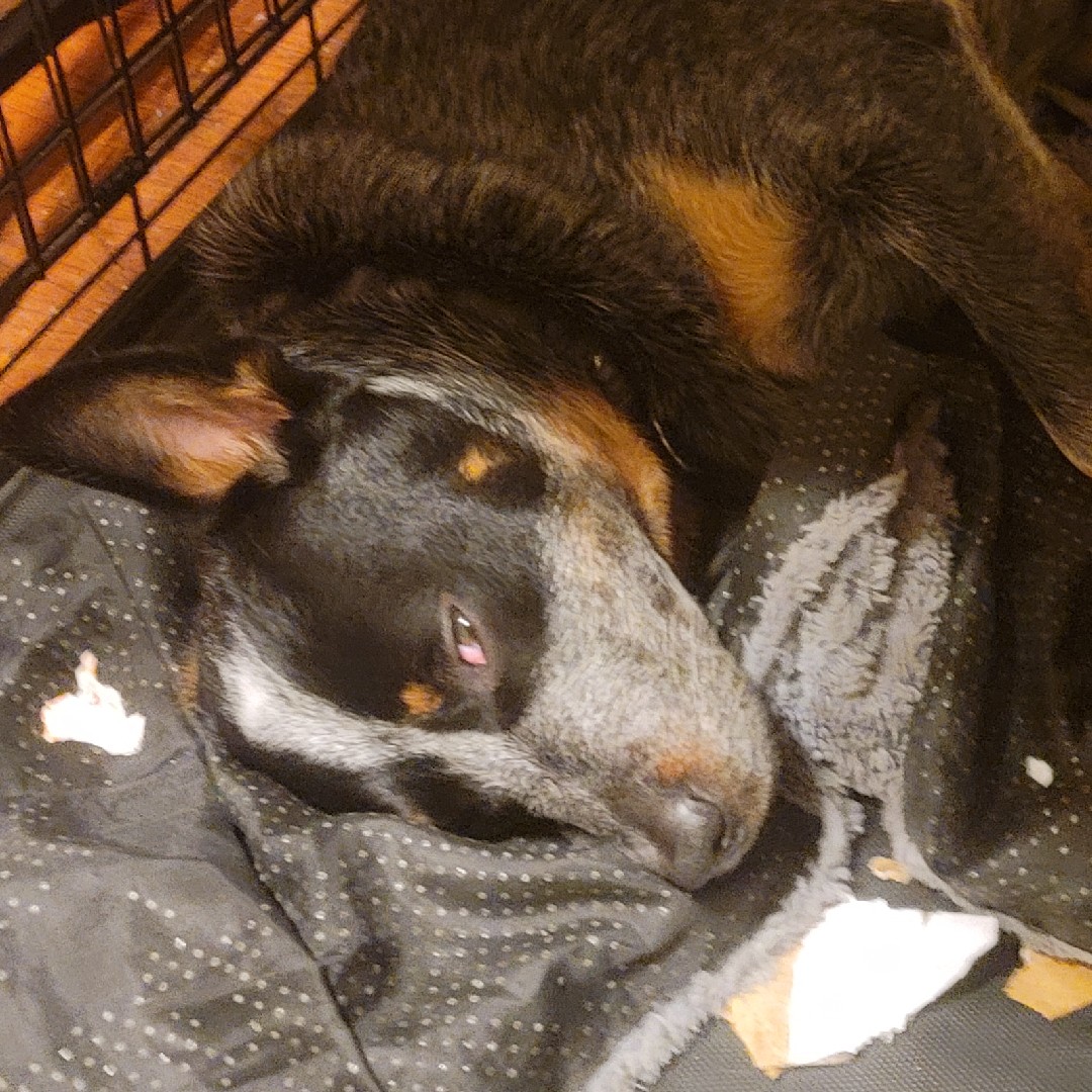 A picture of Hoban Washburn, a 4 years 5 months old Other dog.