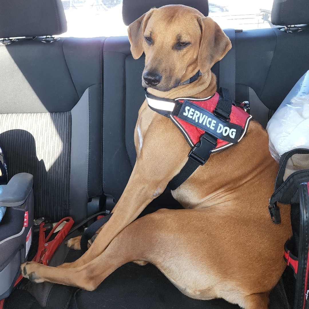 A picture of Sahara, a 3 years 11 months old Other dog.