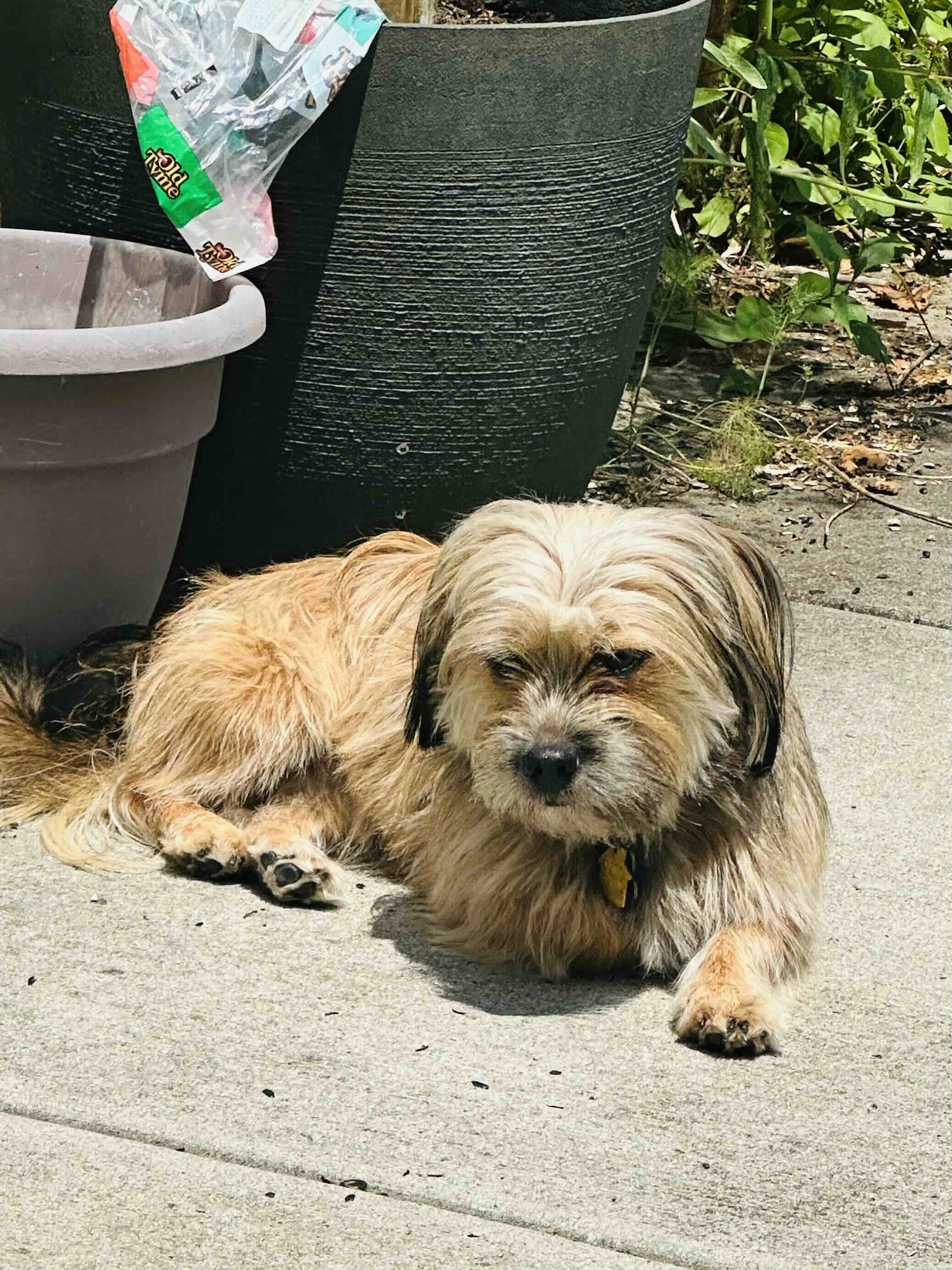 A picture of Beans, a 2 years 6 months old Other Mix dog.
