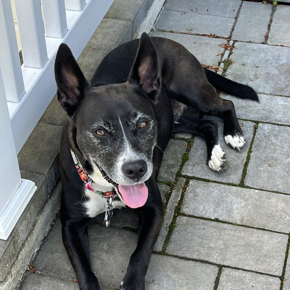 A picture of Mabel Ortiz, a 8 years 6 months old Basenji Mix dog.