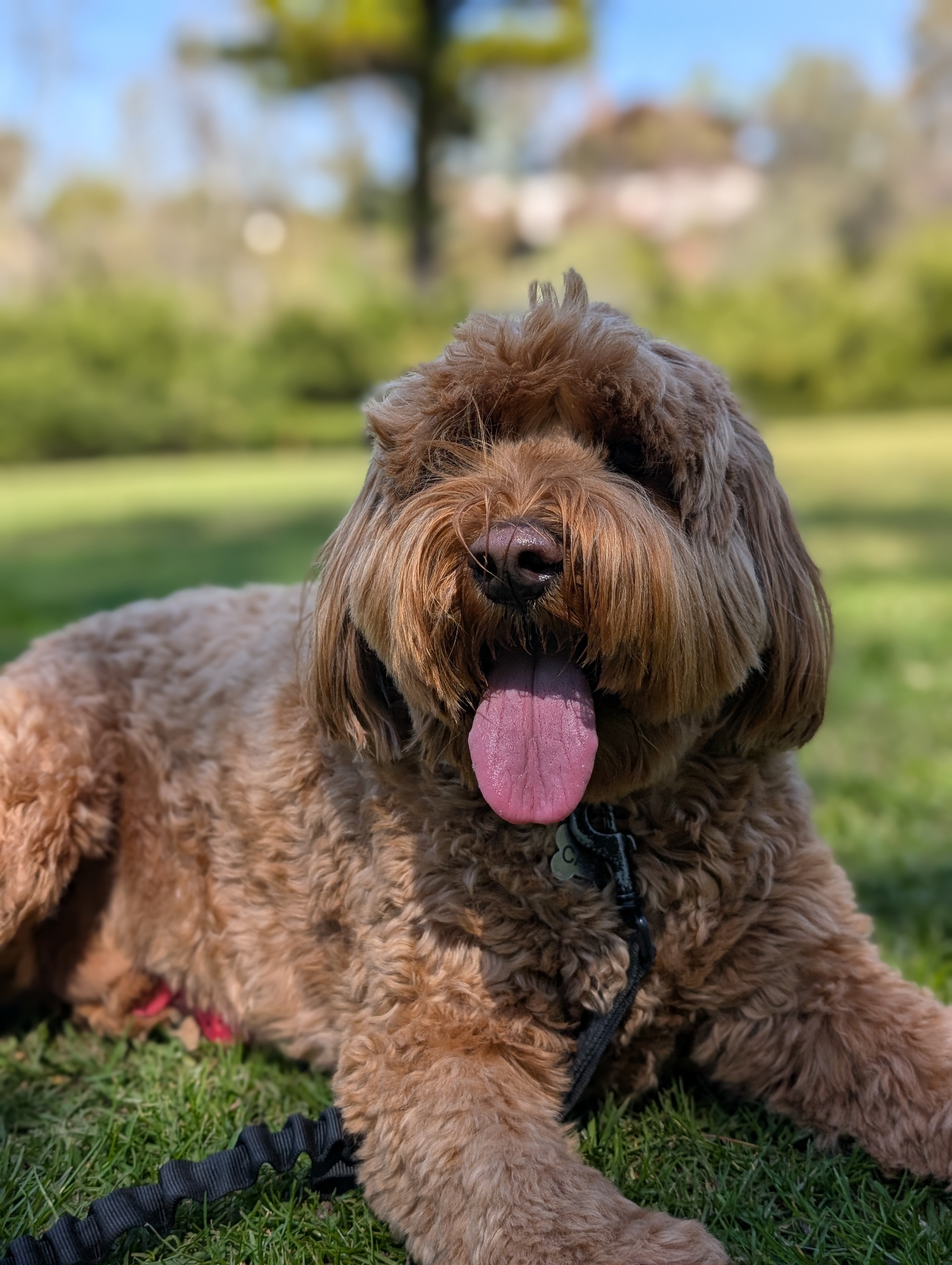 A picture of Cash Campbell, a 4 years 8 months old Other dog.