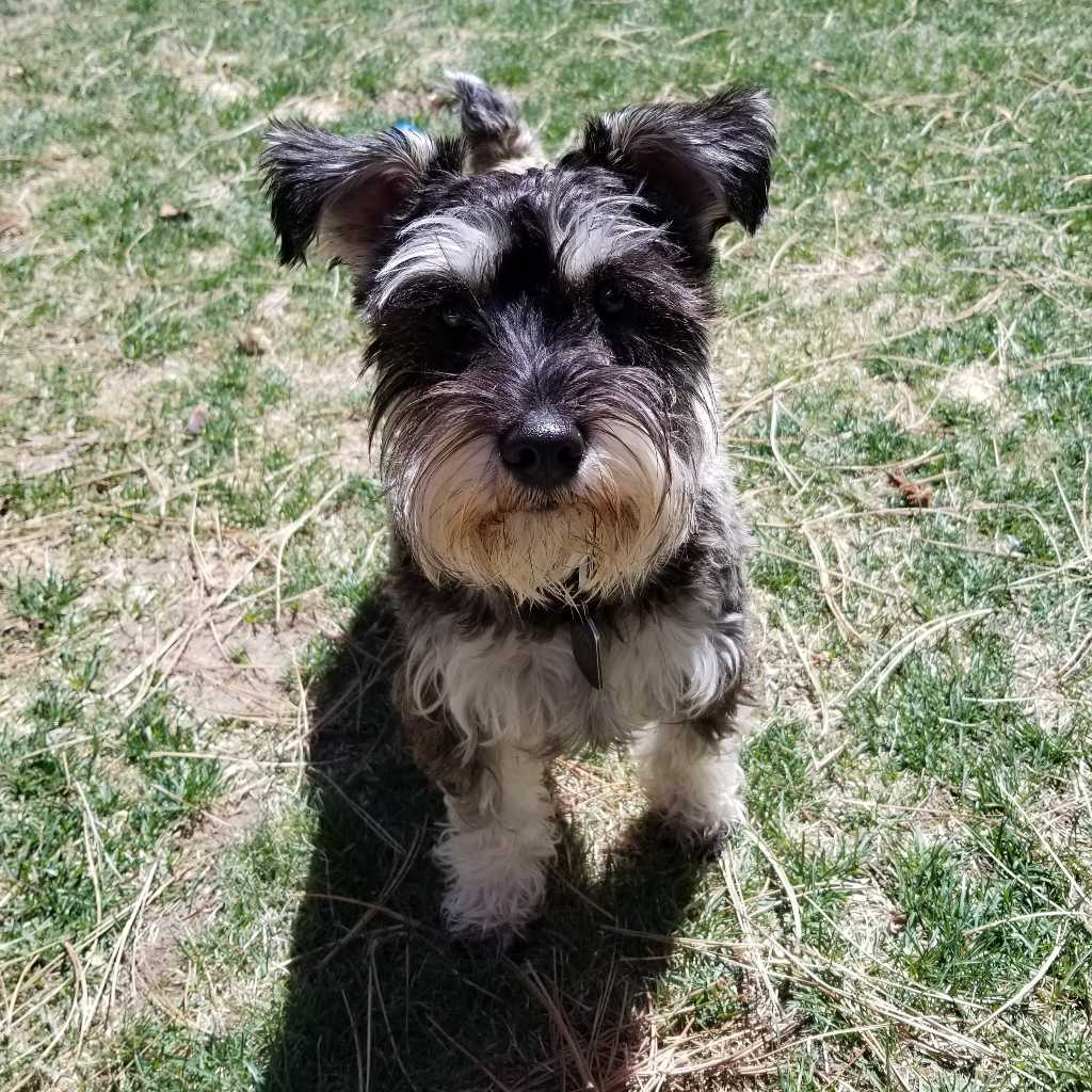 A picture of Chip, a 6 years 1 month old Other dog.