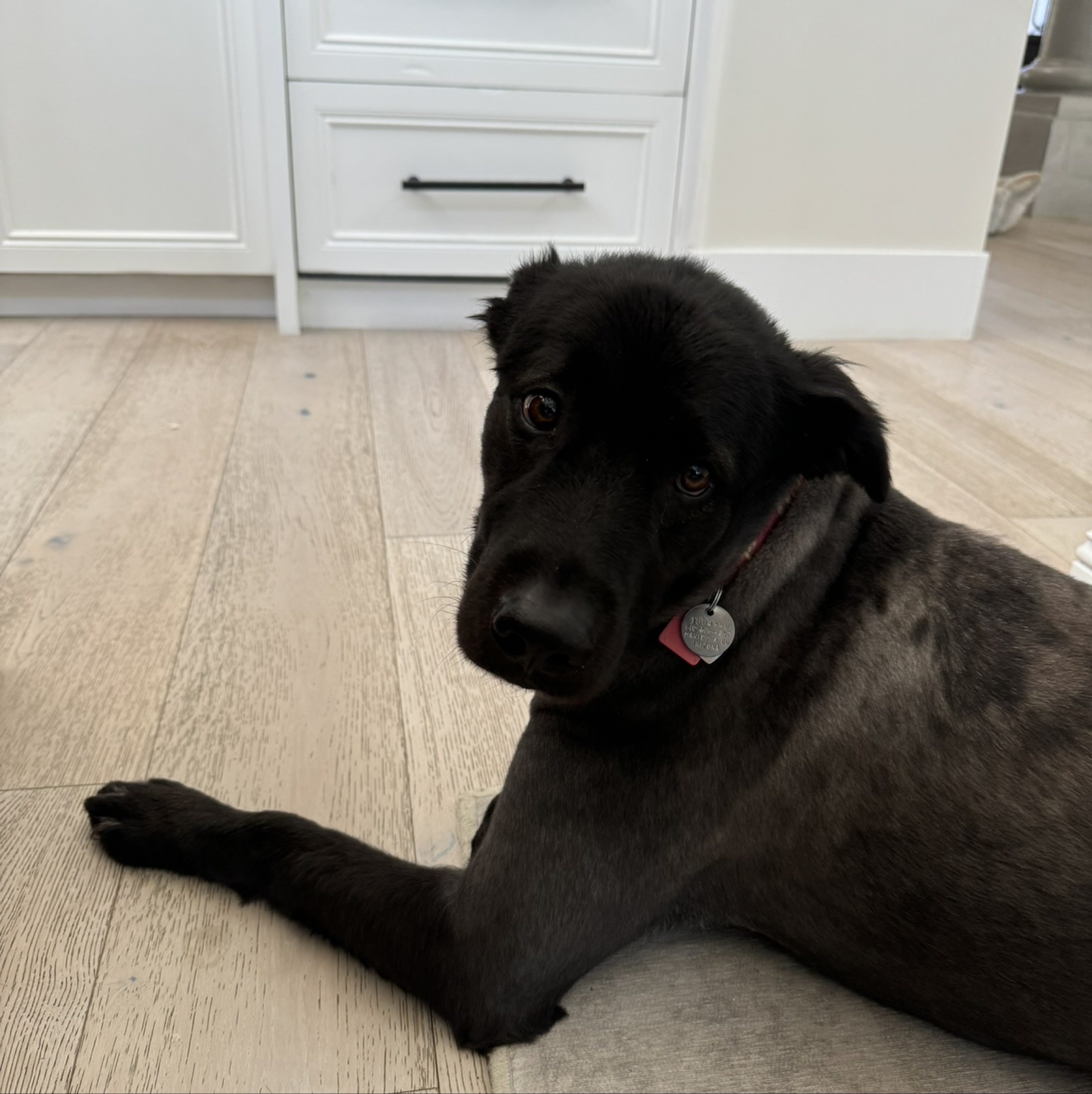 A picture of Lupa, a 6 years 3 months old Other Mix dog.