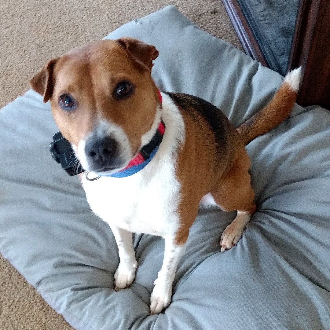A picture of Jesse, a 10 years 11 months old Other Mix dog.