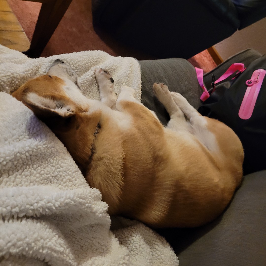 A picture of Mooes, a 5 years 7 months old Other Mix dog.