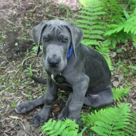 A picture of Sly, a 3 years 4 months old Other dog.