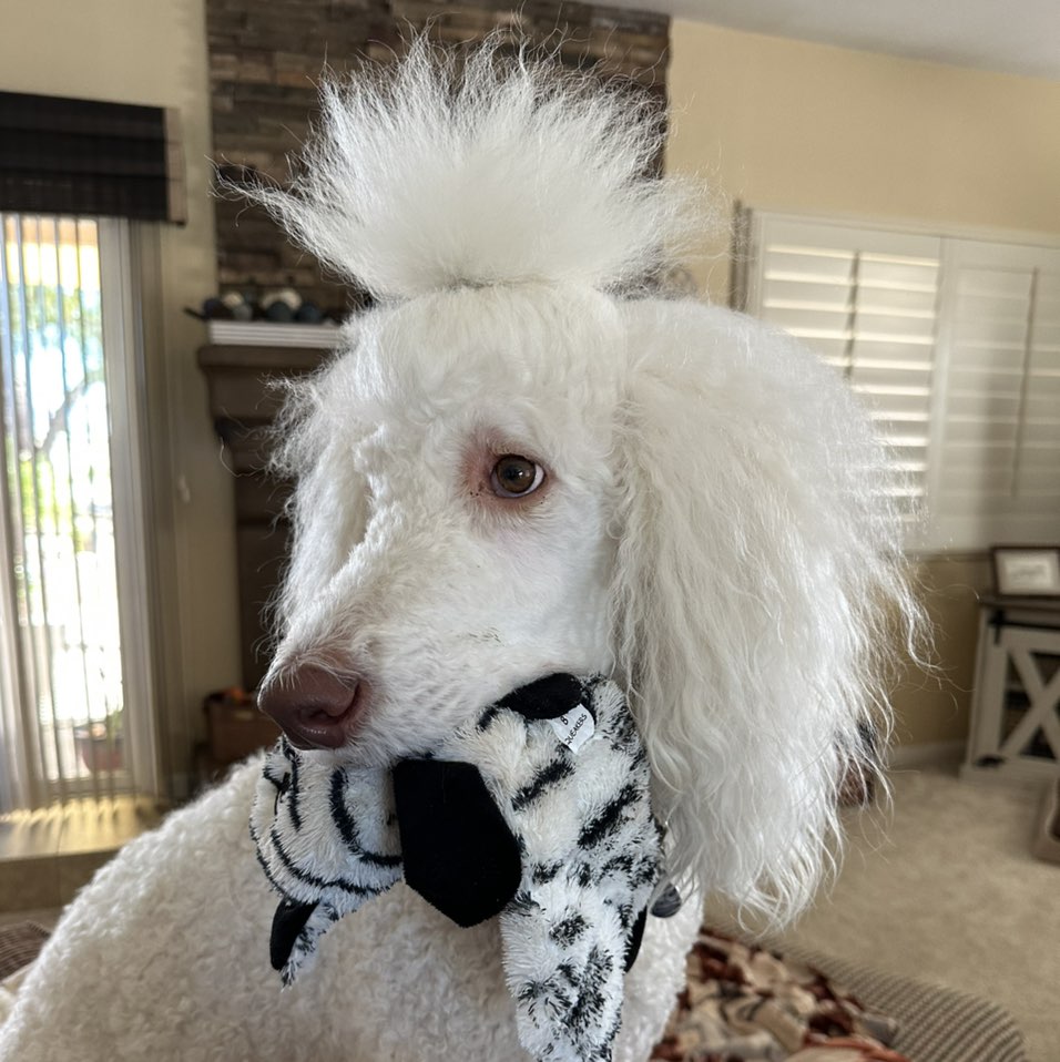 A picture of Hector, a 5 years 6 months old Other dog.