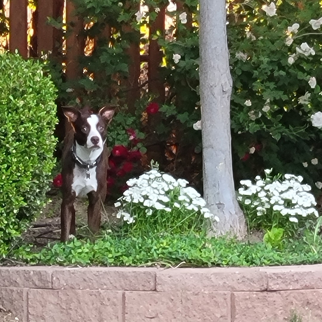A picture of Shimo, a 9 years 7 months old Other Mix dog.