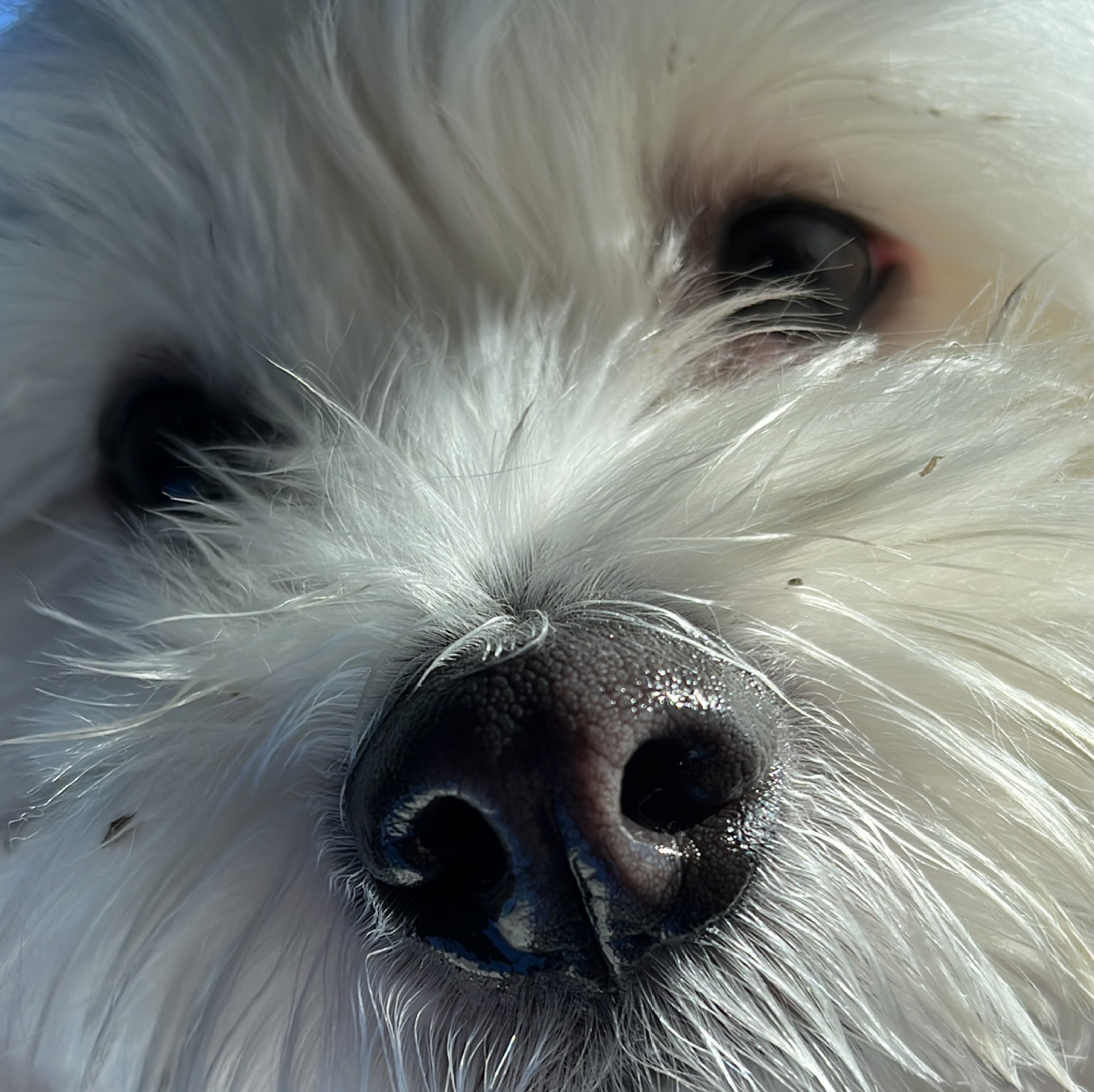 A picture of Henruchito, a 2 years 9 months old Other Mix dog.