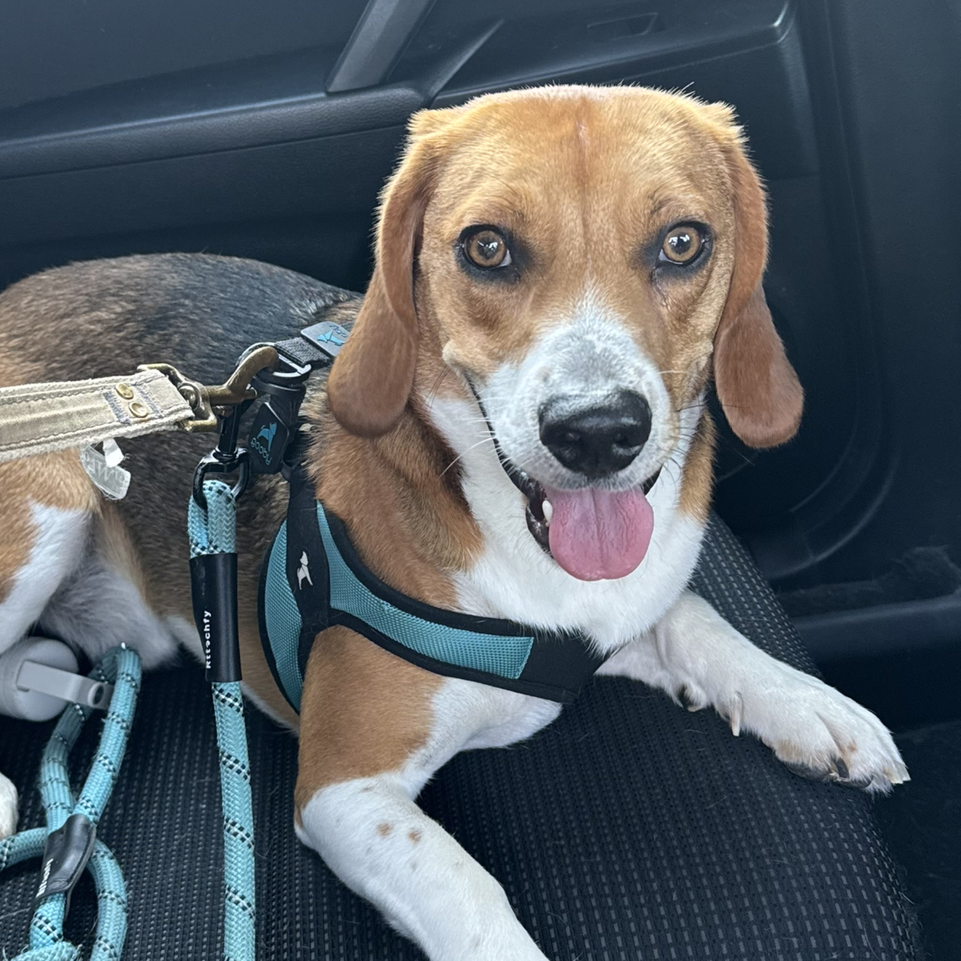 A picture of Cardiff, a 2 years 10 months old Other dog.
