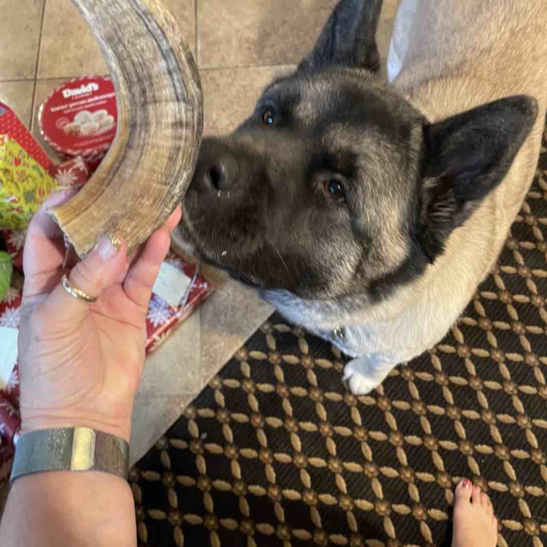 A picture of Khaleesi Mother Of Dragons, a 9 years 2 months old Other dog.