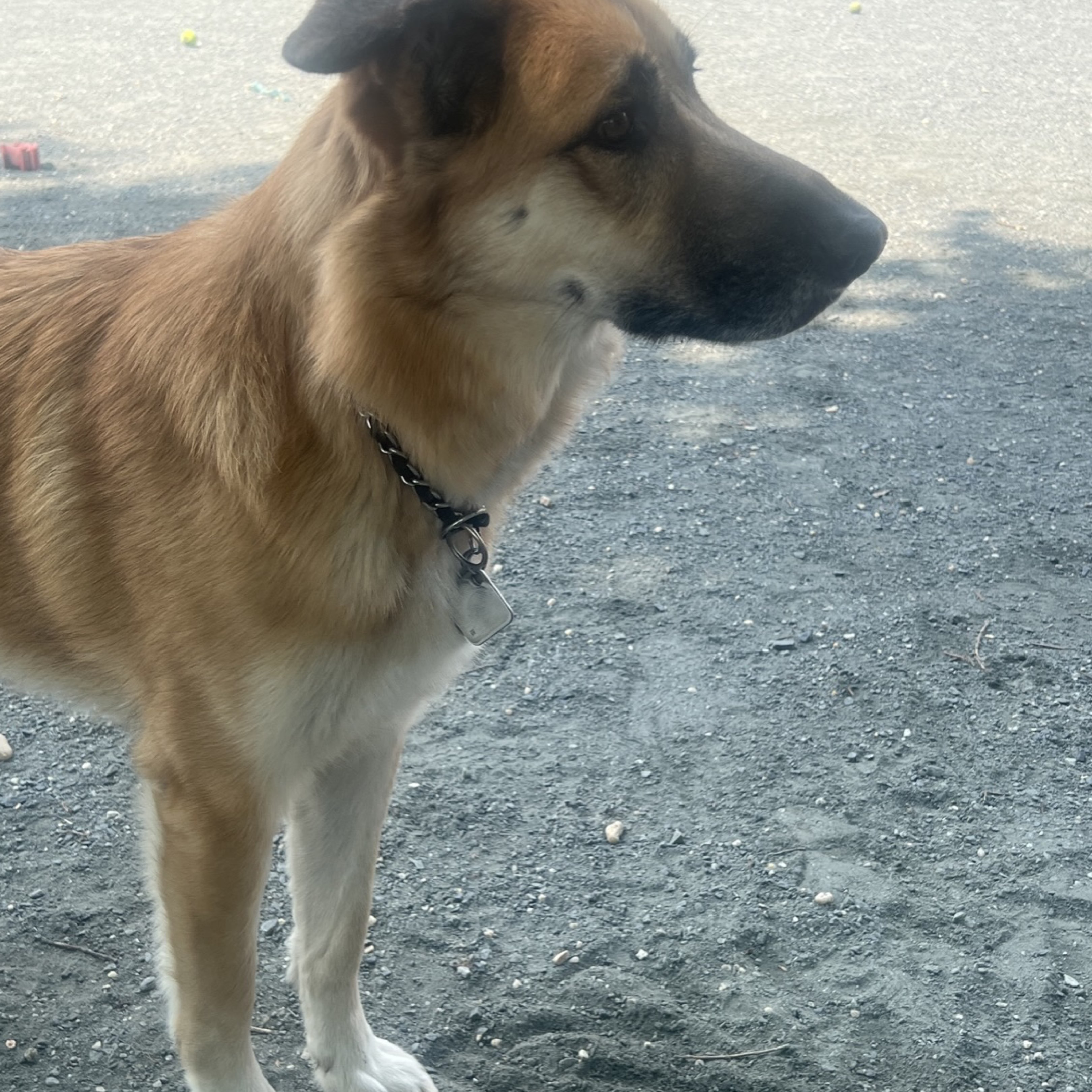 A picture of Jack, a 5 years 4 months old Other dog.