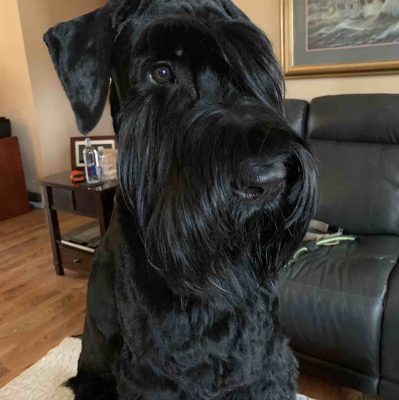 A picture of Sniper, a 6 years 9 months old Other dog.