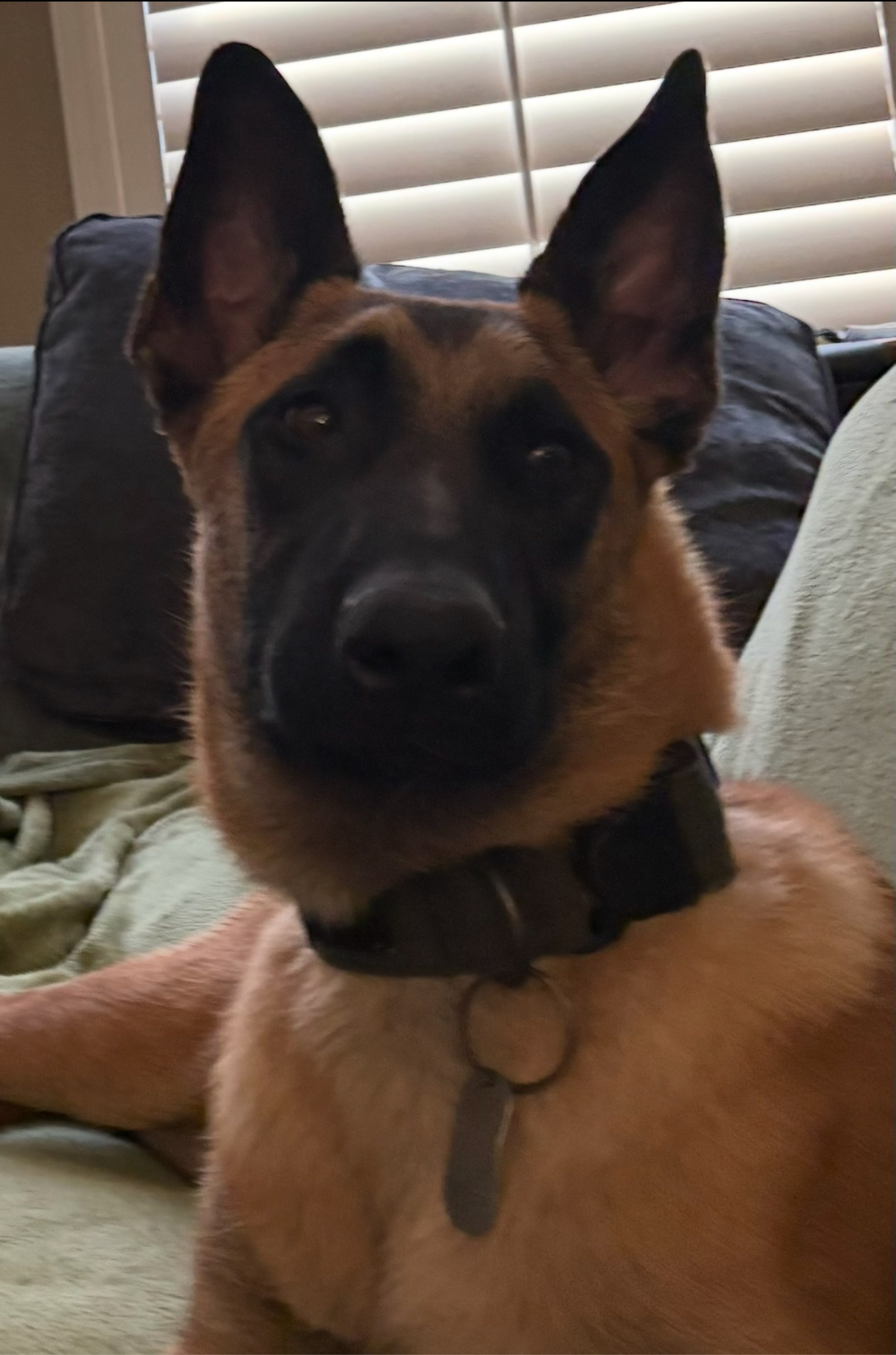 A picture of Colt, a 7 months old Other dog.