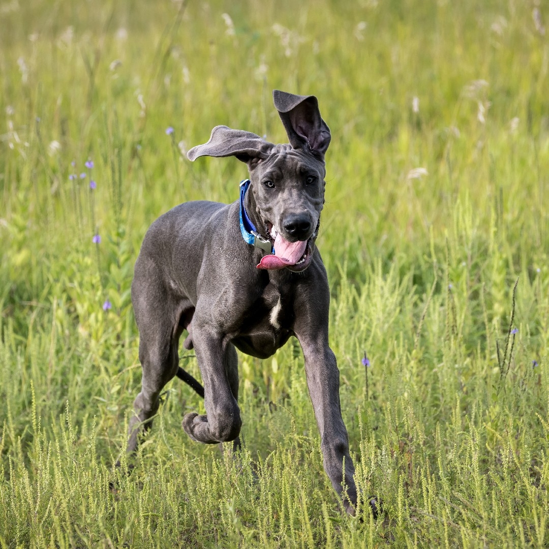 A picture of Sly, a 3 years 4 months old Other dog.