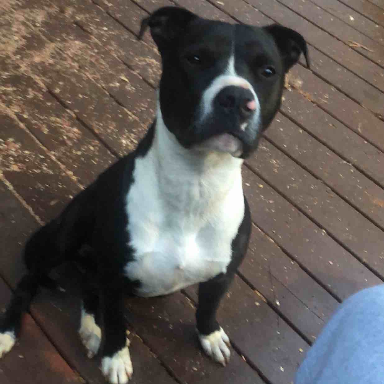 A picture of Debo, a 4 years 9 months old Other Mix dog.