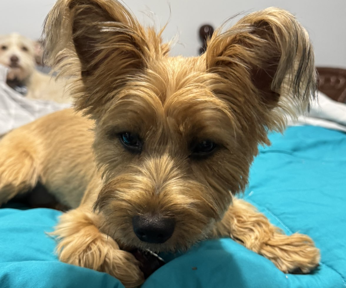 A picture of Abby Lynn, a 9 months old Other dog.