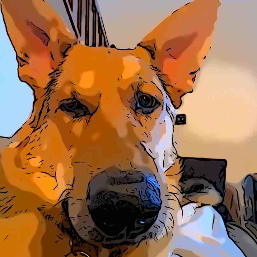 A picture of Macallan, a 5 years 1 month old Other dog.
