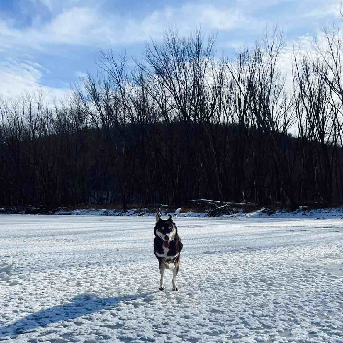 A picture of Loki, a 5 years 7 months old Other Mix dog.