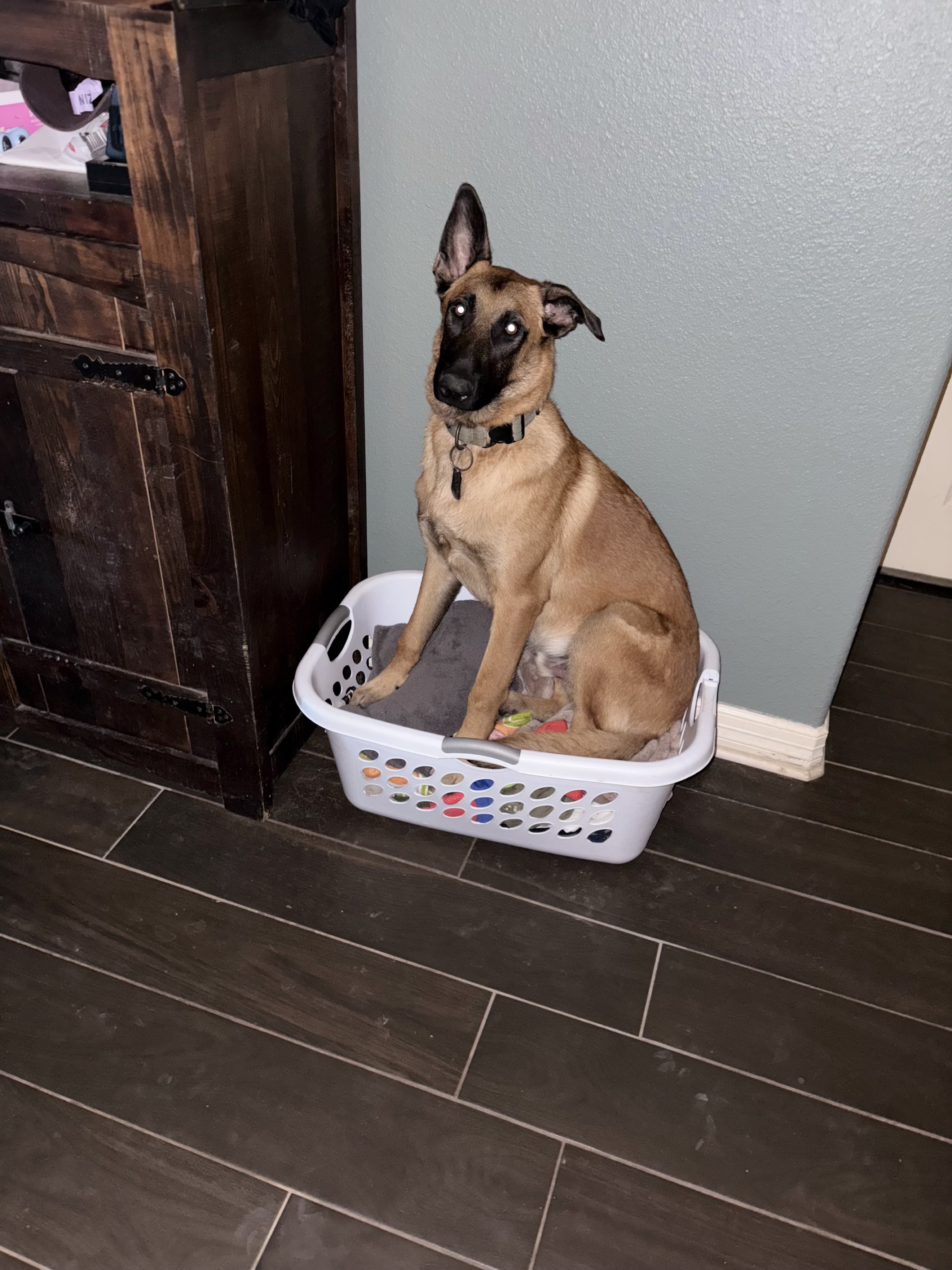 A picture of Colt, a 7 months old Other dog.