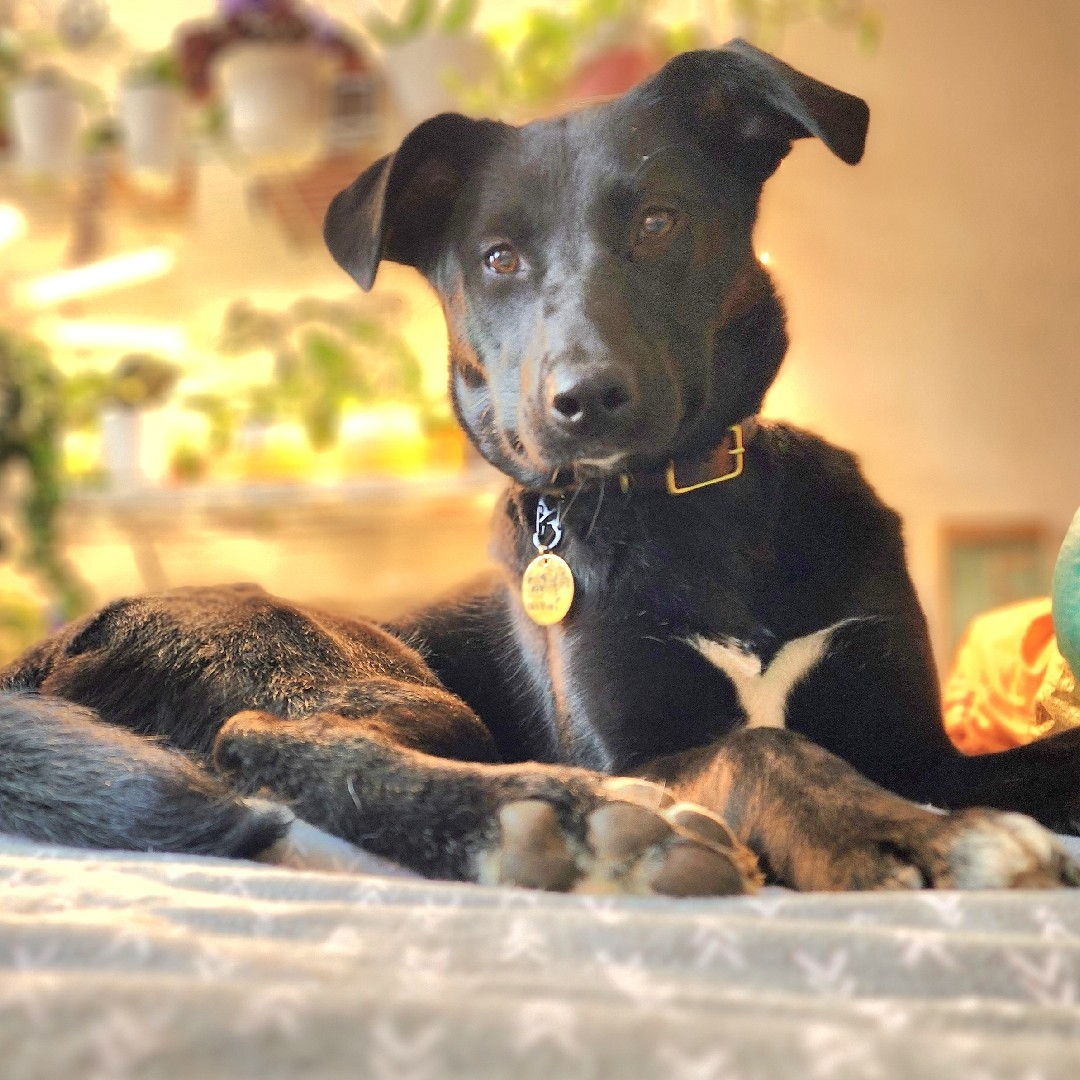 A picture of Hei Bai, a 2 years 10 months old Other Mix dog.