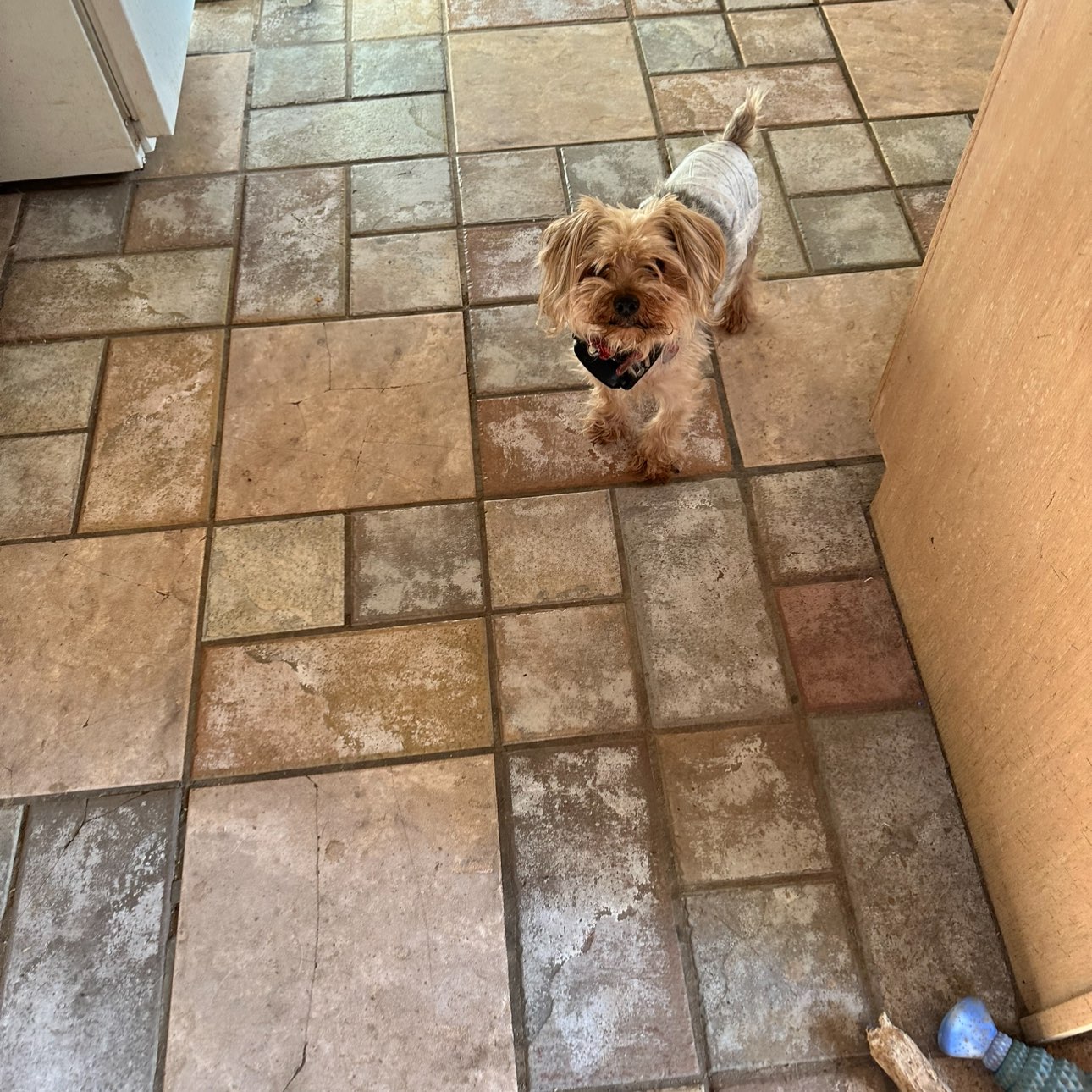 A picture of Buddy Boo The Yorkie, a 9 years 9 months old Other dog.