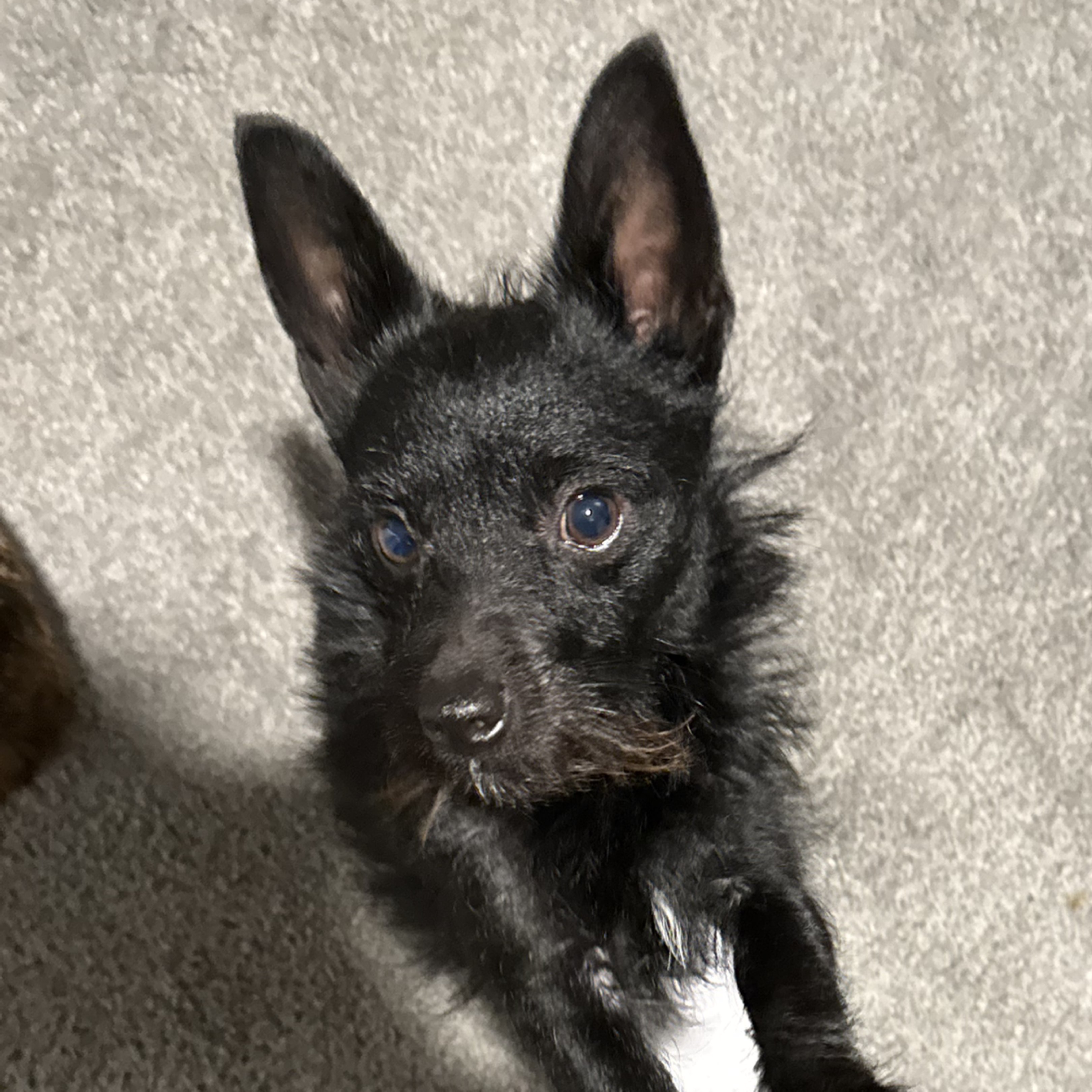 A picture of Astro, a 11 months old Other Mix dog.