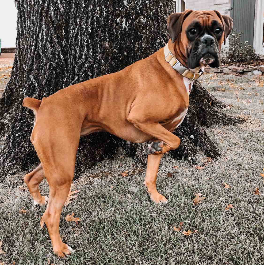 A picture of Lula Belle, a 7 years 3 months old Other dog.
