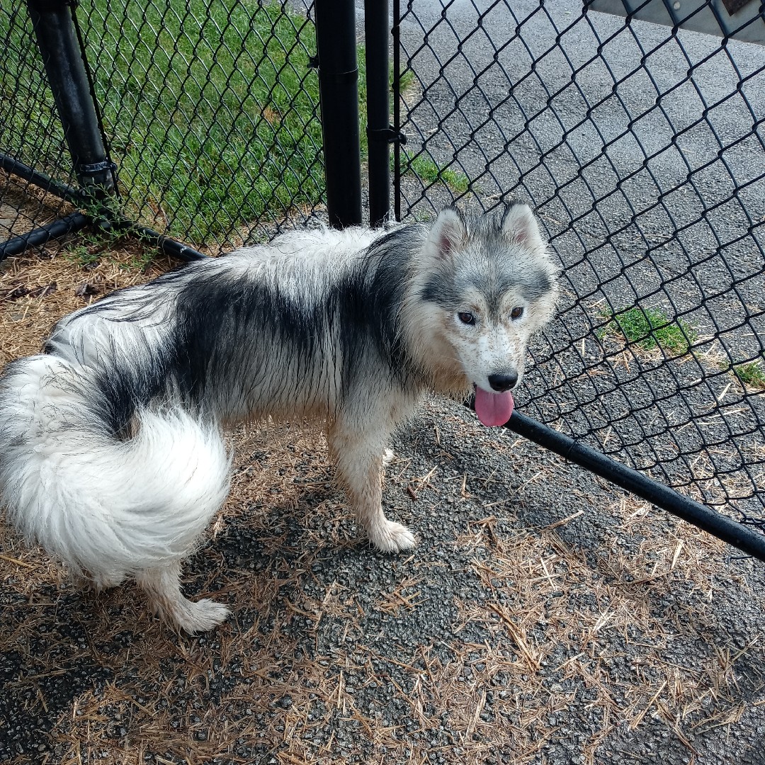 A picture of Kylo Ren, a 5 years 5 months old Other dog.