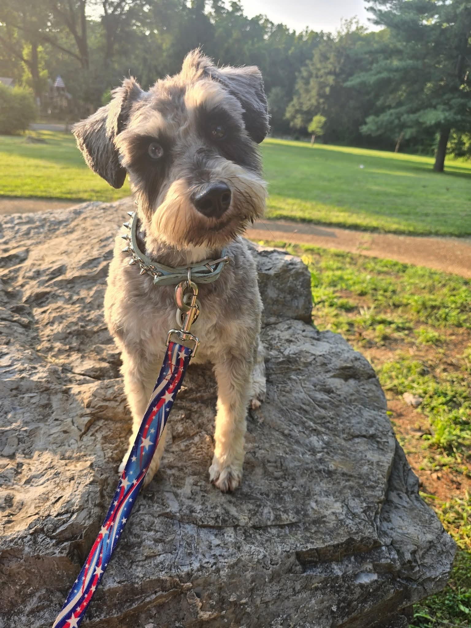 A picture of Waylon, a 2 years 6 months old Other dog.