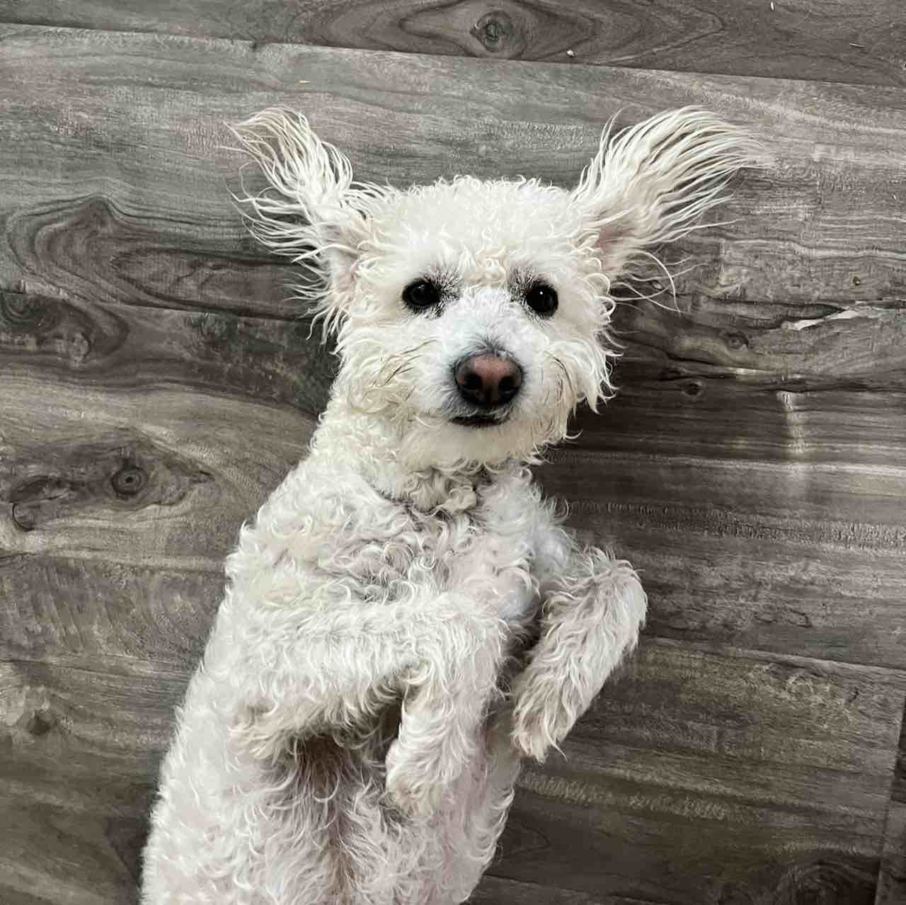 A picture of Pushok, a 4 years 5 months old Other dog.