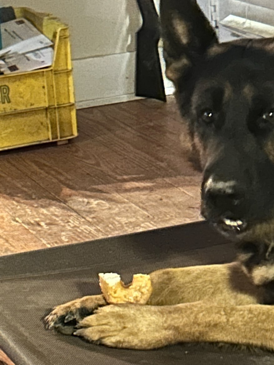 A picture of Neko, a 5 years 9 months old Other dog.