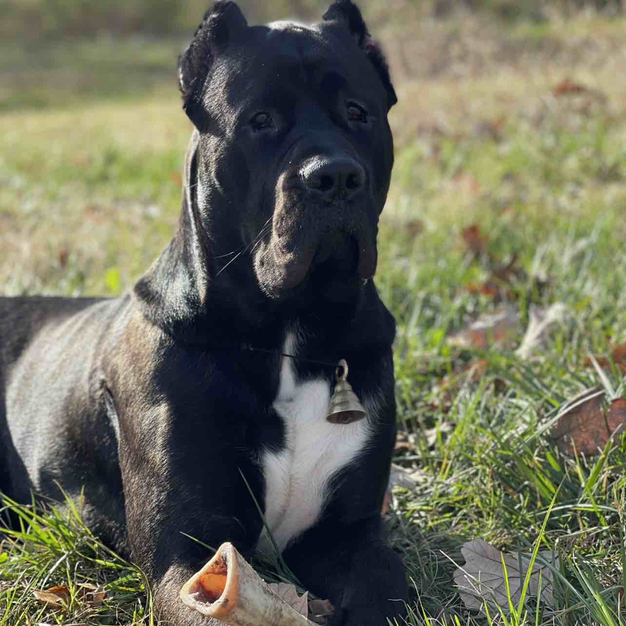 A picture of HUNCHO, a 4 years 7 months old Other dog.