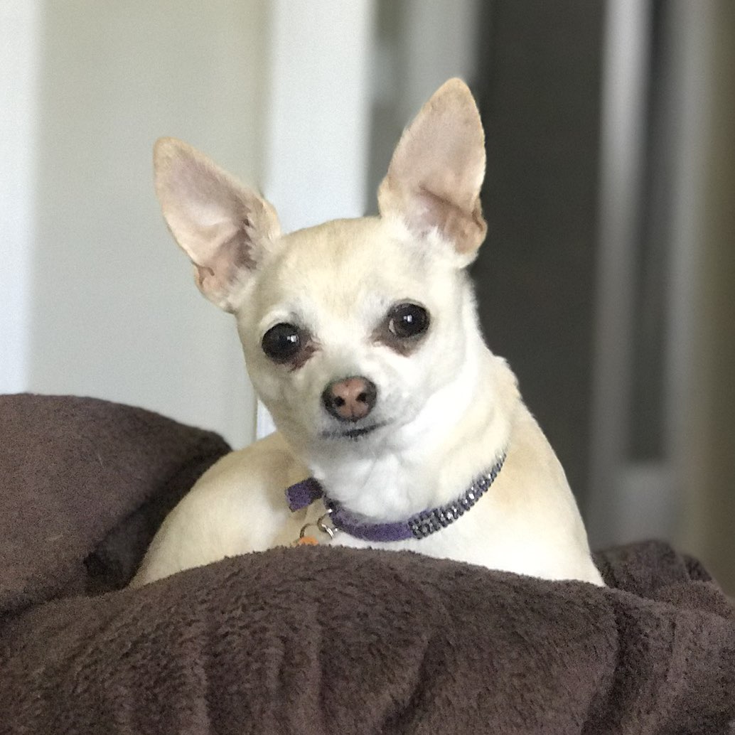 A picture of Daisy, a 14 years 8 months old Other dog.