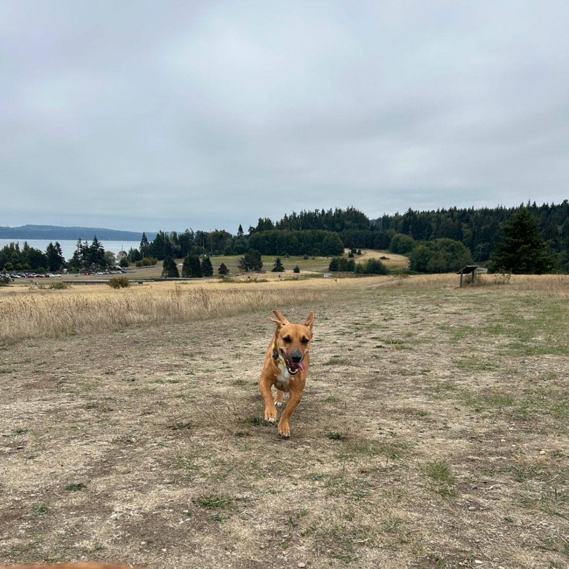 A picture of Honey Bear, a 4 years 11 months old Other Mix dog.