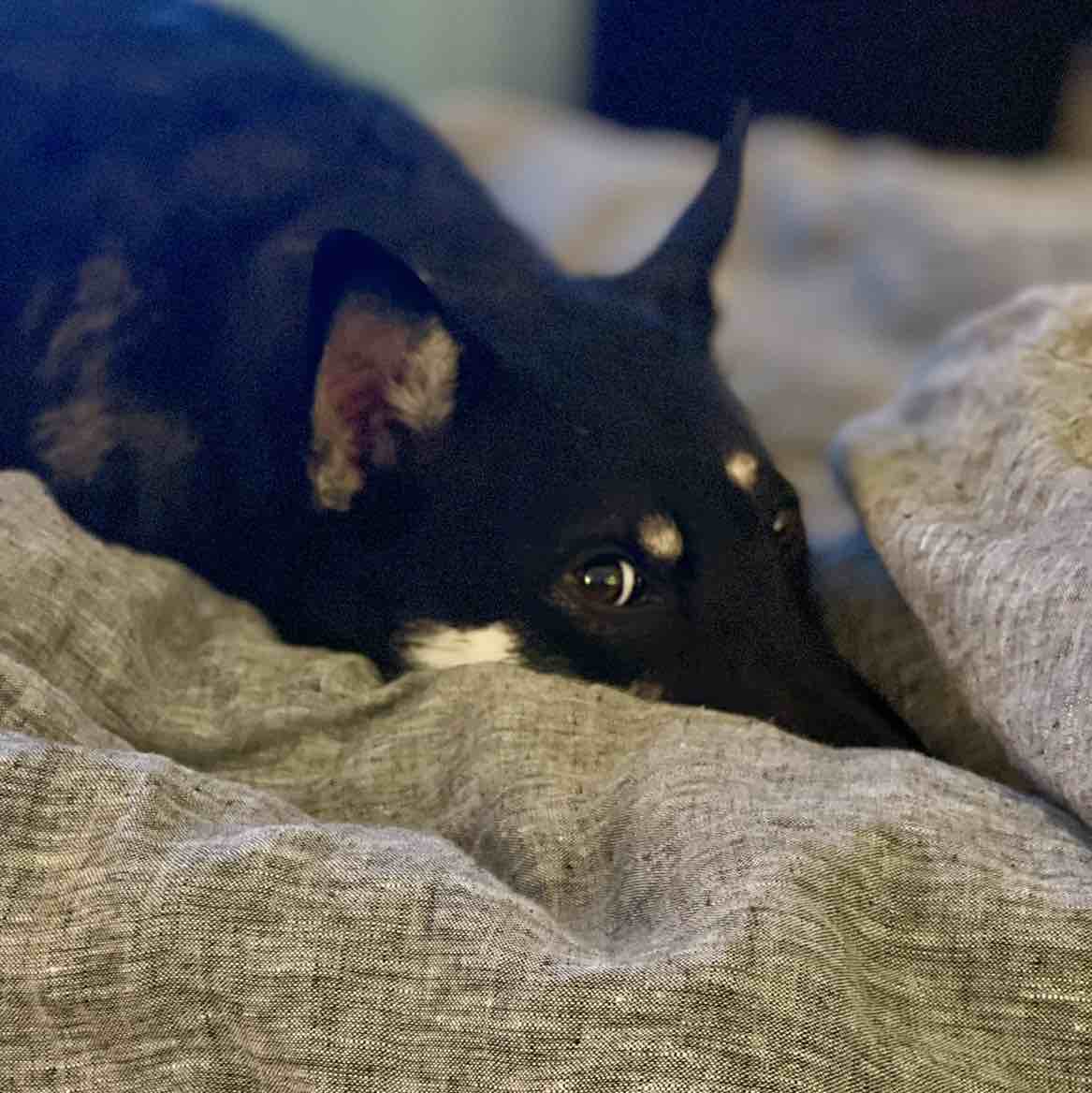 A picture of Harper, a 6 years 5 months old Other Mix dog.