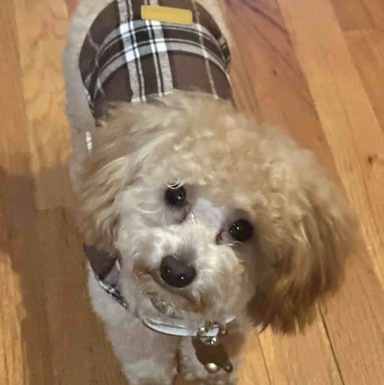 A picture of Remy, a 2 years 3 months old Other dog.