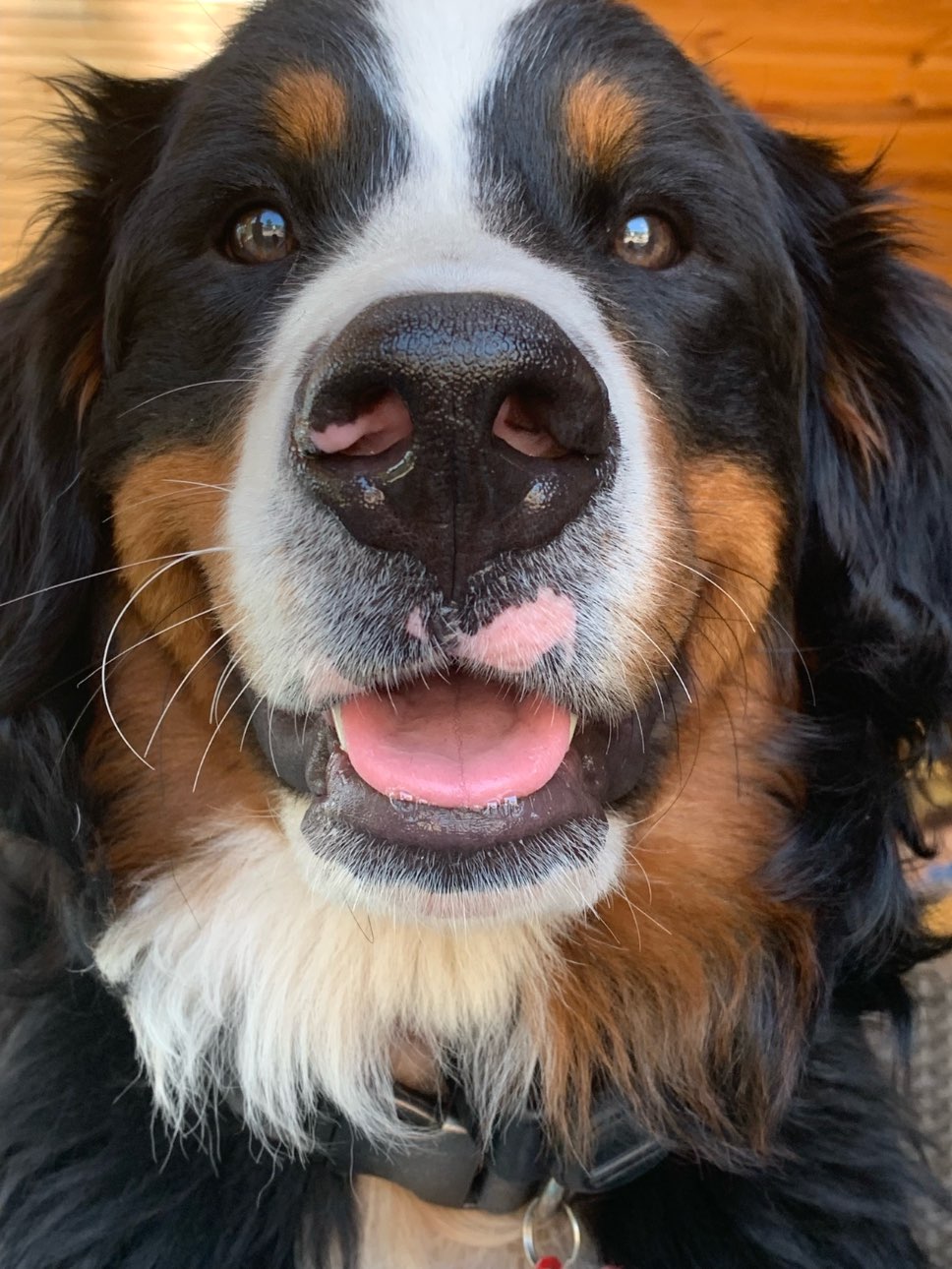 A picture of Booker, a 1 year 8 months old Other dog.