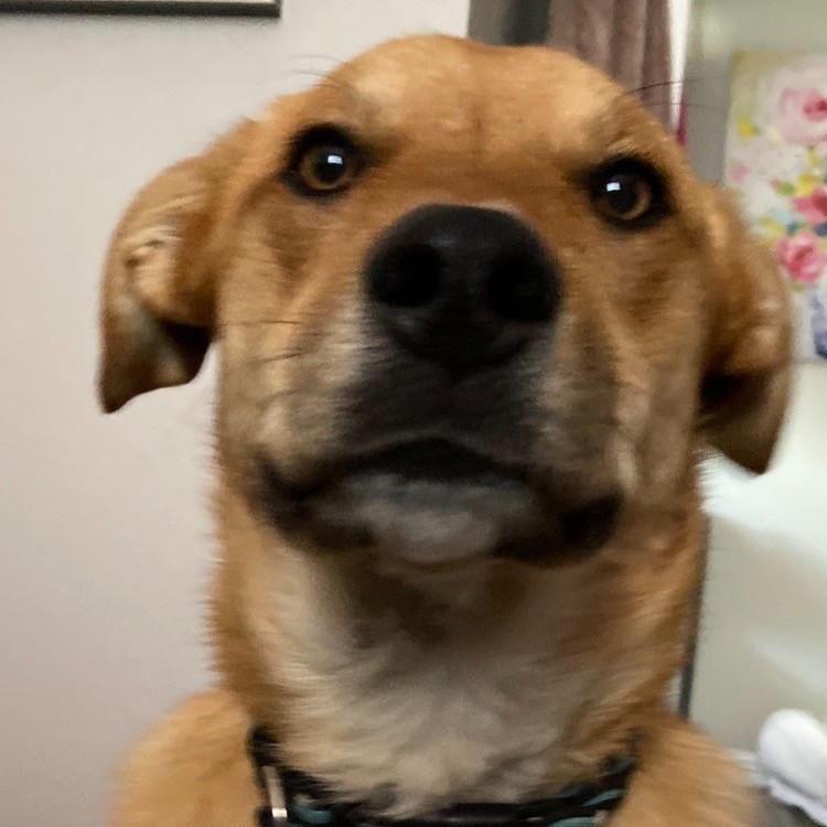 A picture of Bogey, a 4 years 1 month old Other Mix dog.