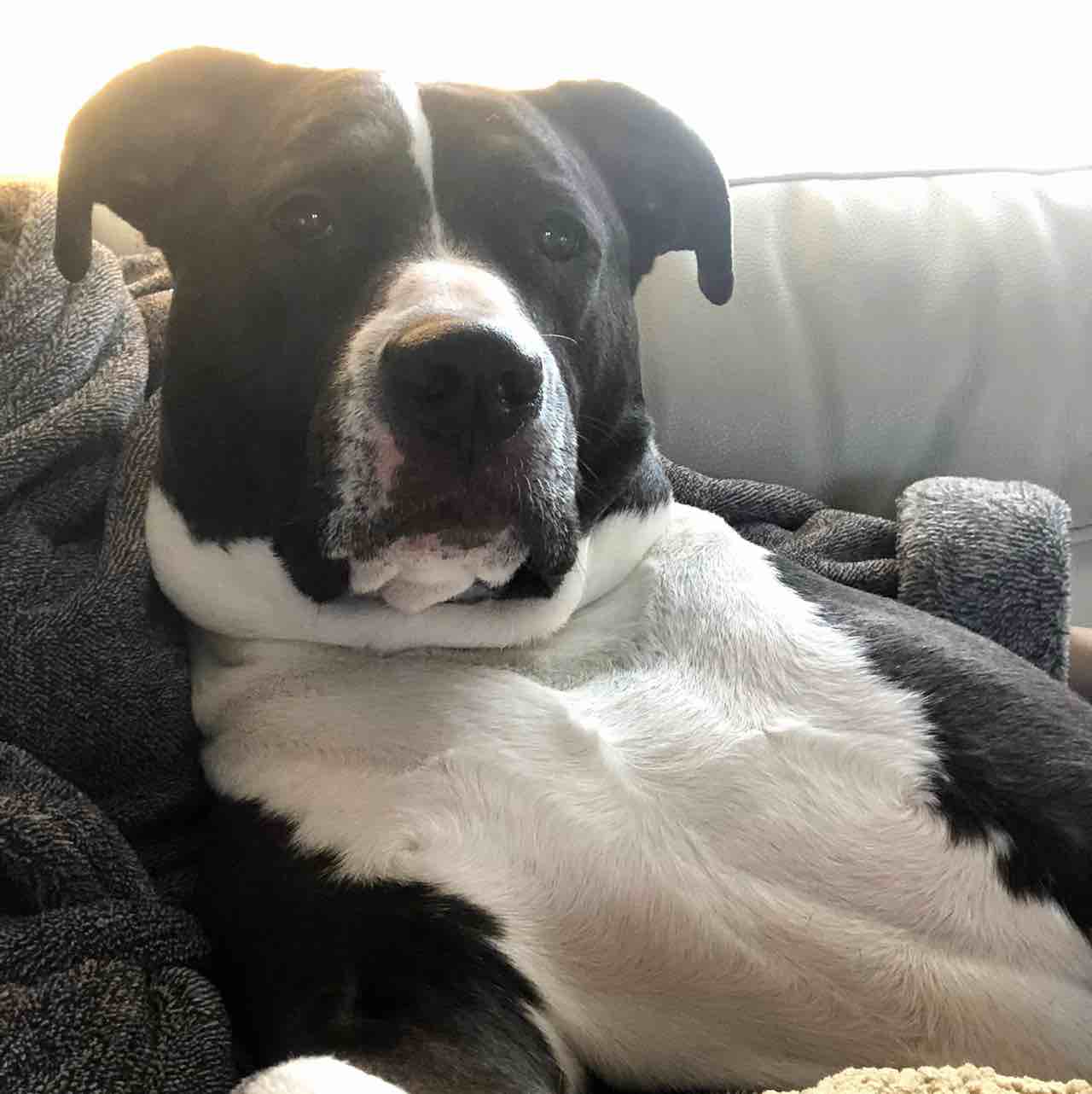 A picture of Dizzy, a 11 years 8 months old Other Mix dog.