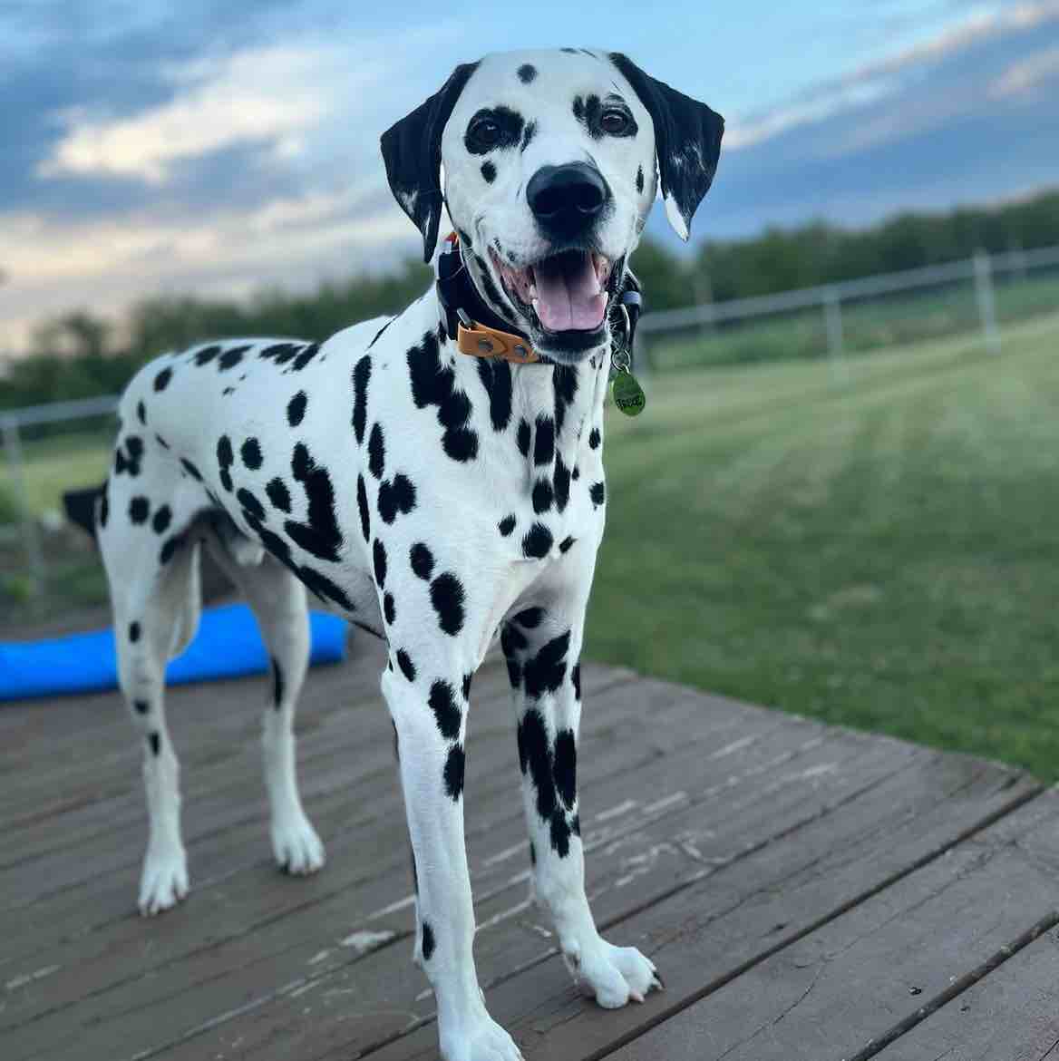 A picture of Dexter, a 8 years 4 months old Dalmatian dog.