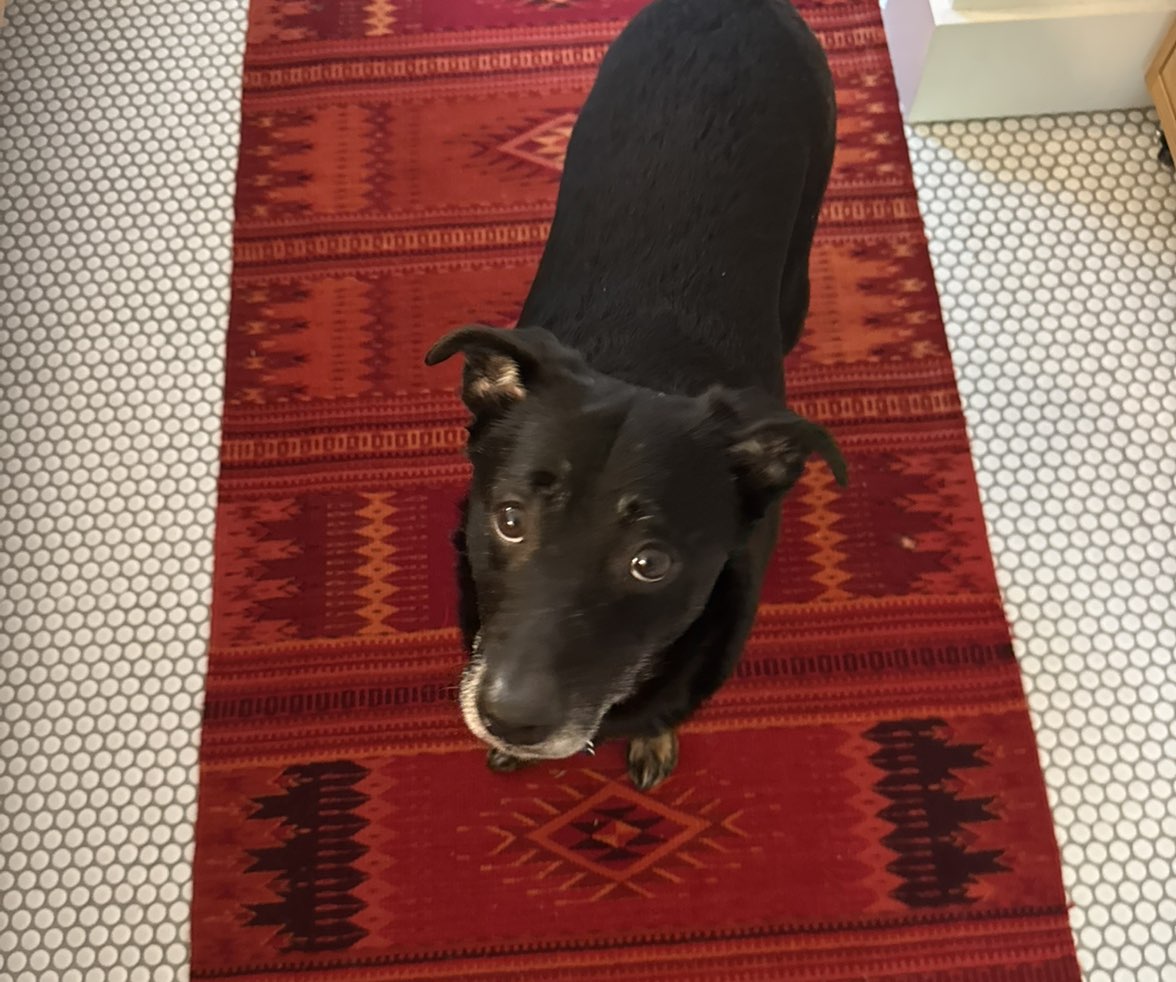 A picture of Loki, a 7 years 11 months old Other Mix dog.