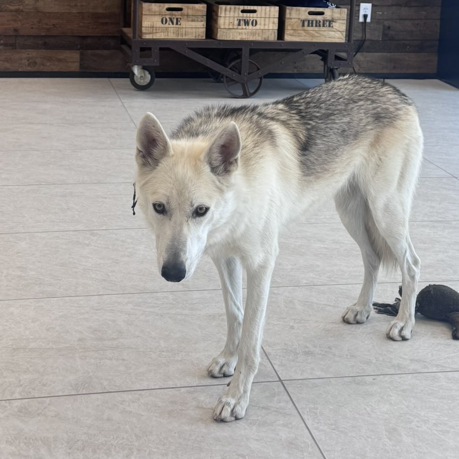 A picture of Luna, a 1 year 4 months old Other dog.