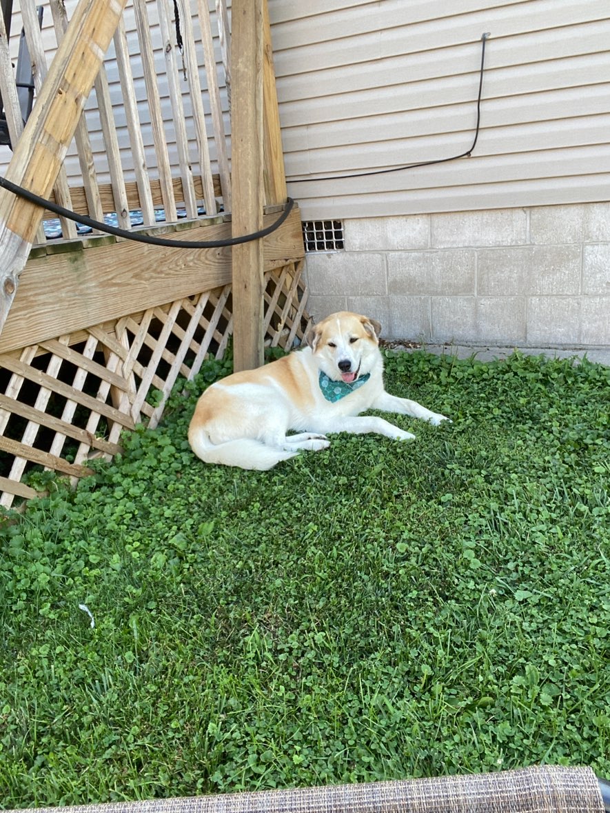 A picture of Keko, a 6 years 3 months old Other Mix dog.