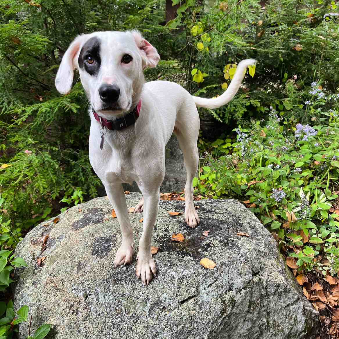 A picture of Feebs, a 3 years 6 months old Labrador Retriever Mix dog.