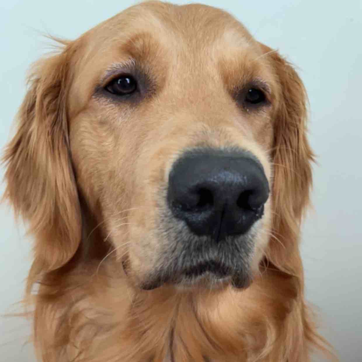 A picture of Fluke, a 3 years 2 months old Other dog.