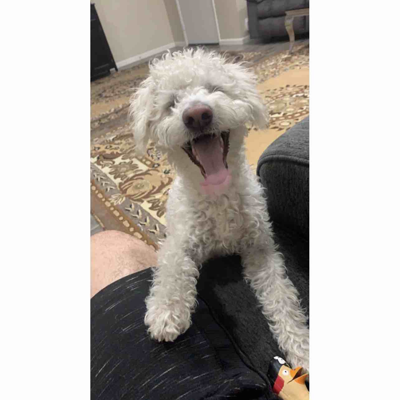 A picture of Pushok, a 4 years 5 months old Other dog.